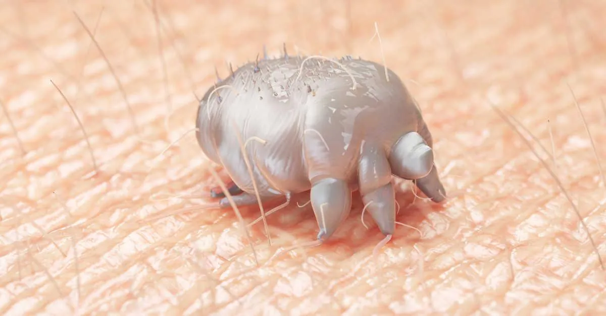 Scabies Mite